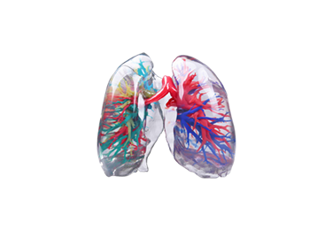 彩色打印肺部模型