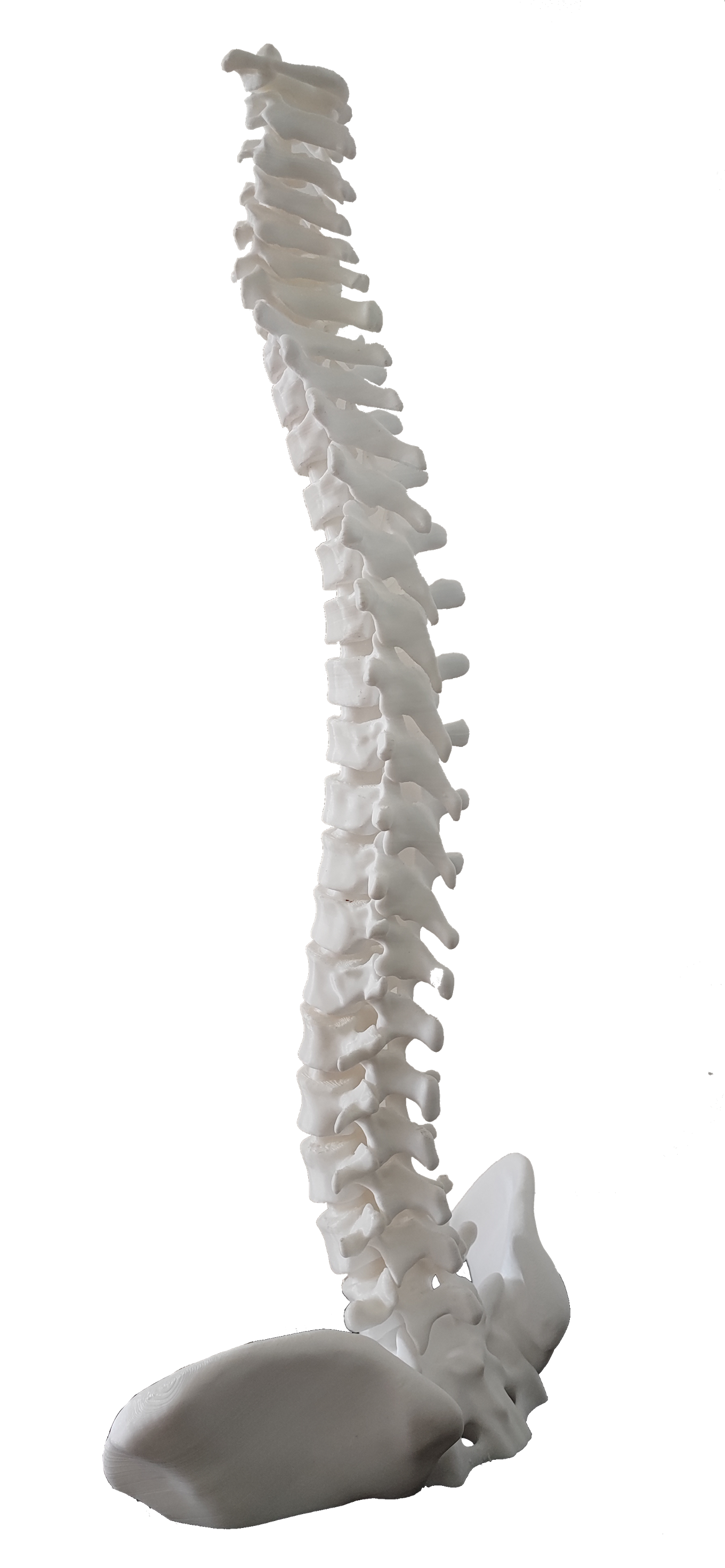 脊椎.png
